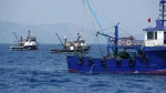 Από τα αμπέλια στην άσφαλτο: Ο κίνδυνος των αγριόχοιρων απειλεί και τους οδηγούς της Σάμου
