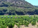 Τουρκικό Bayraktar TB2 πάνω από το Αιγαίο, βόρεια της Σάμου και της Ικαρίας